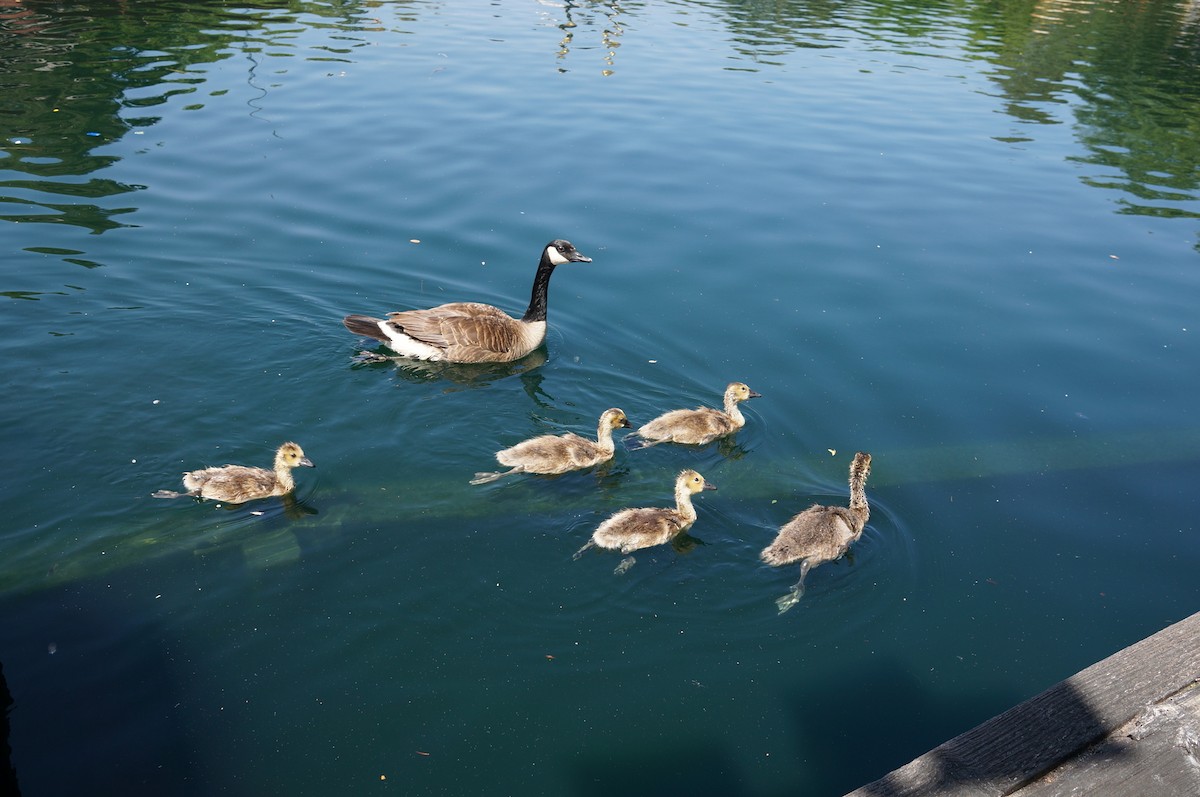 Kanadagans - ML619000317