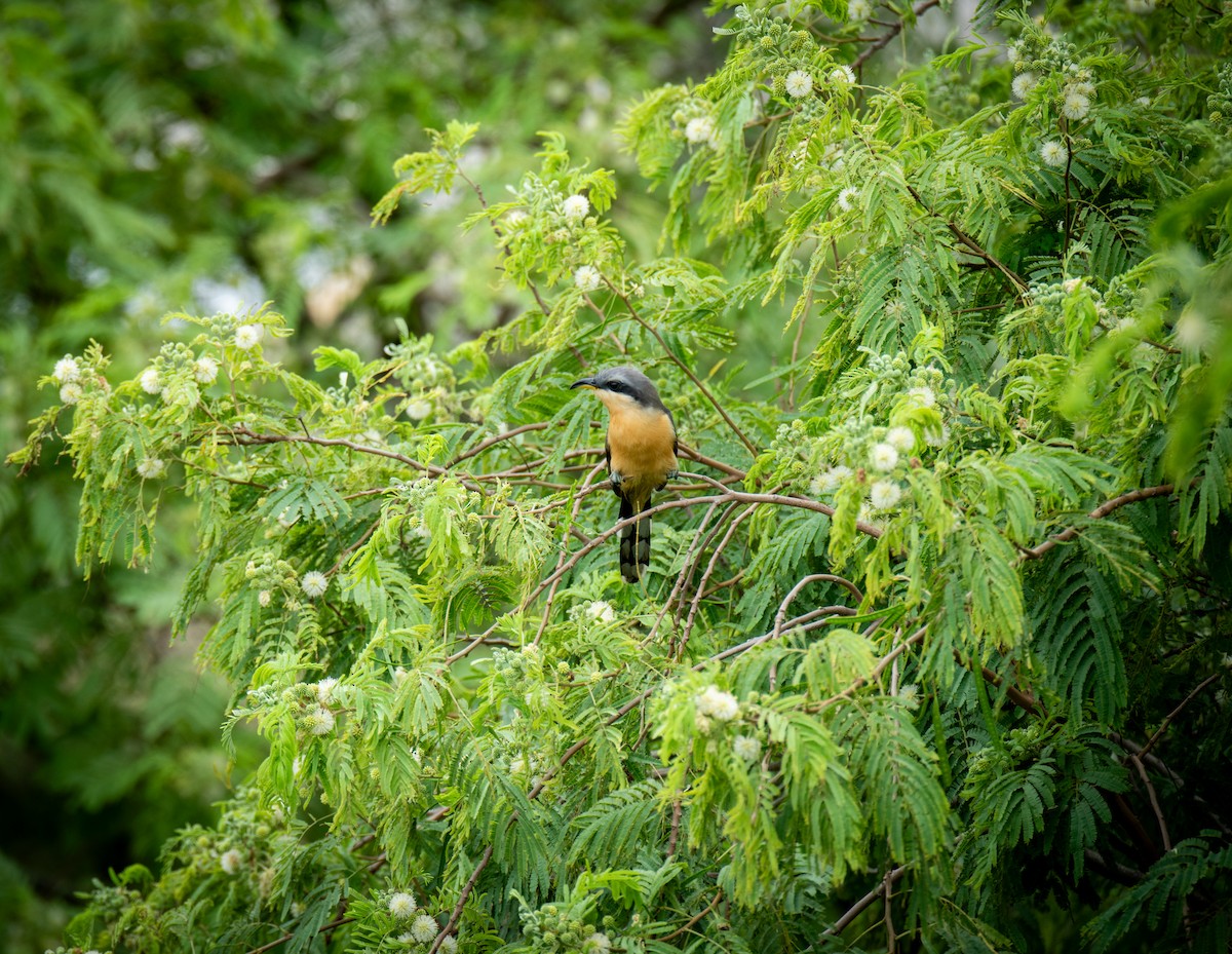 Mangrove Cuckoo - ML619000366