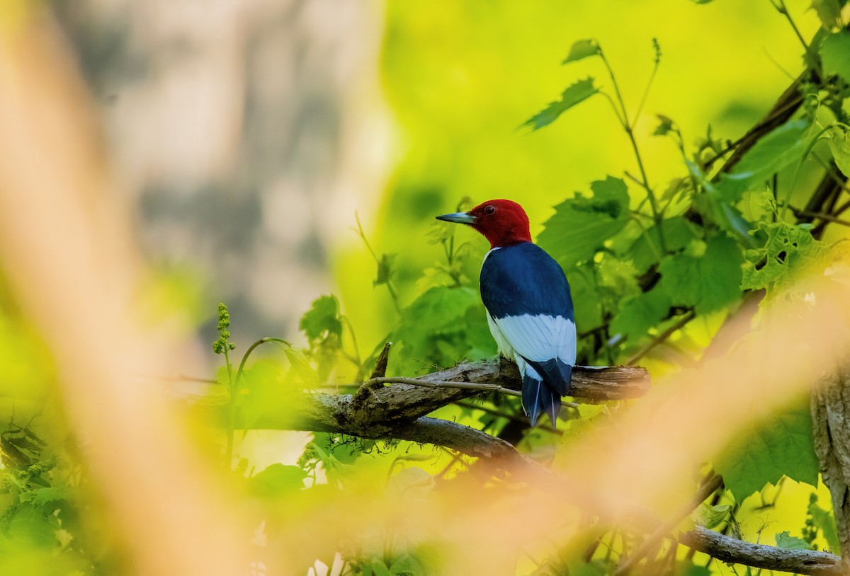 Red-headed Woodpecker - Tony Gazso