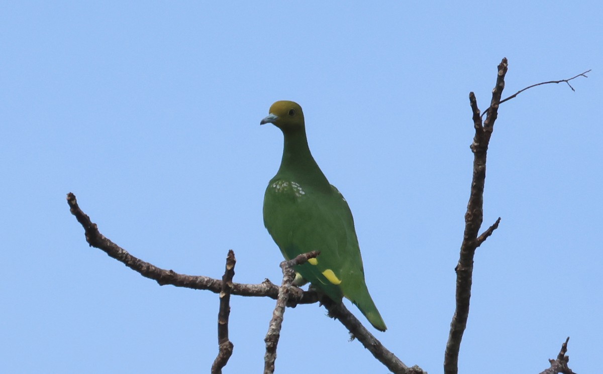 Tanna Fruit-Dove - ML619000390