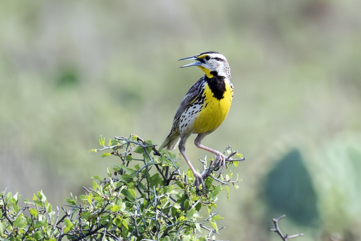 Eastern Meadowlark - Barry Bruns