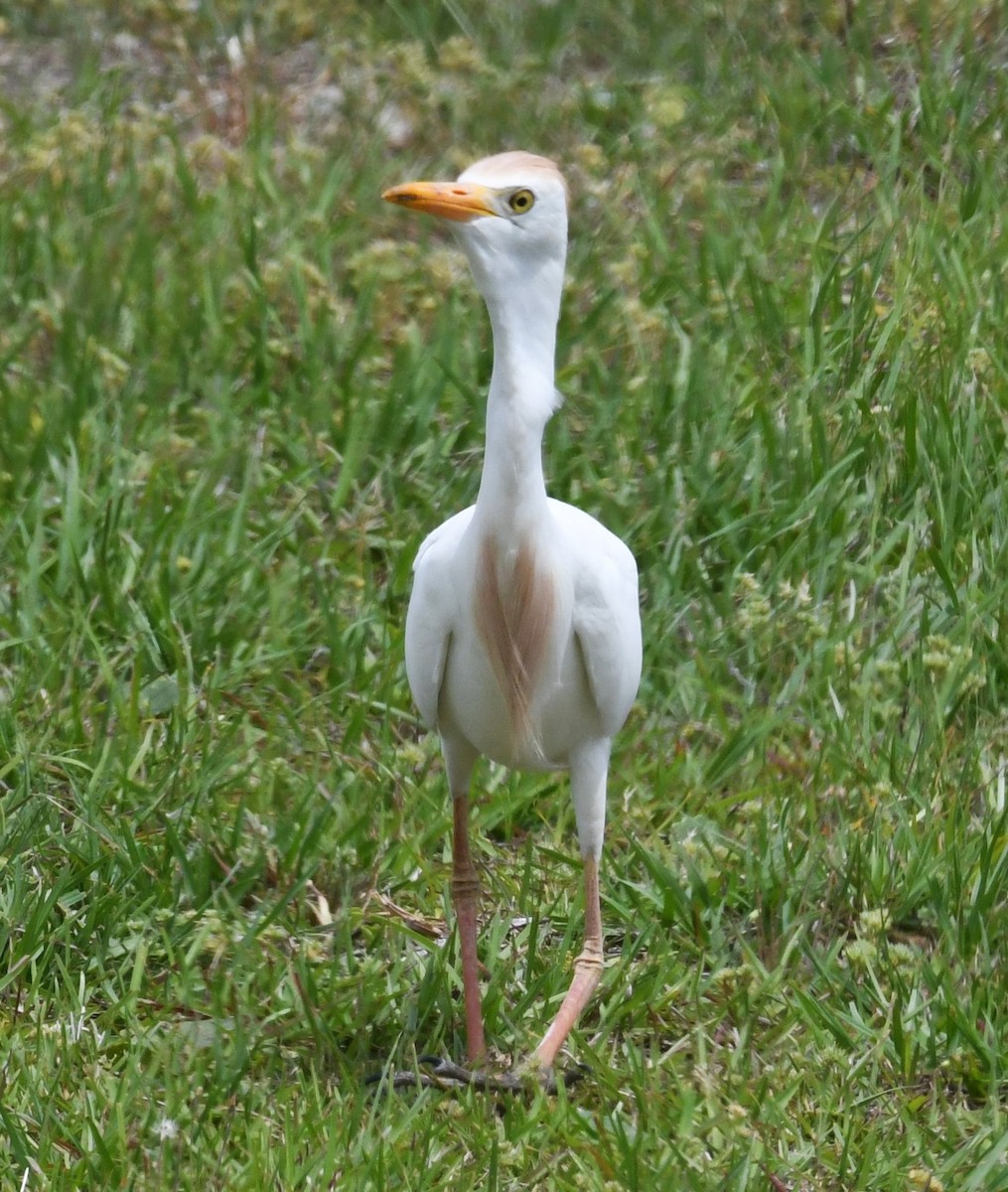 Египетская цапля (ibis) - ML619000405