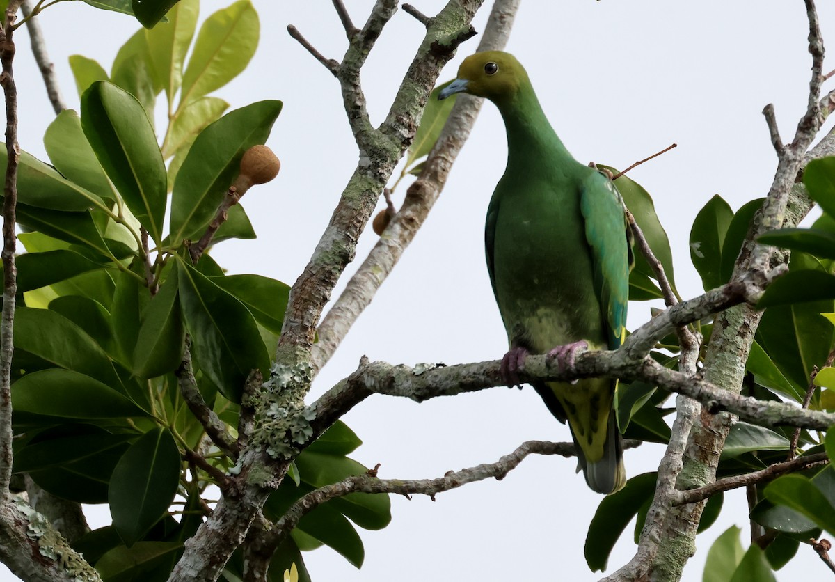 Tanna Fruit-Dove - ML619000451