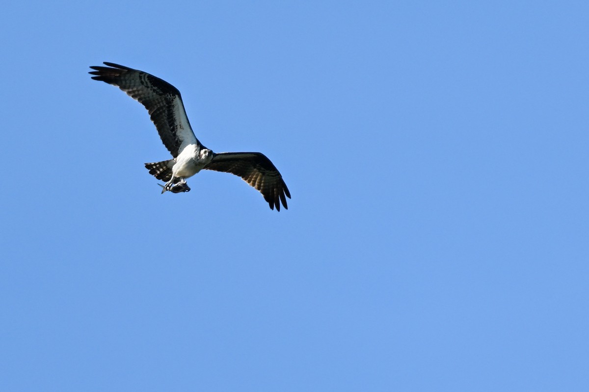 Águila Pescadora - ML619000487