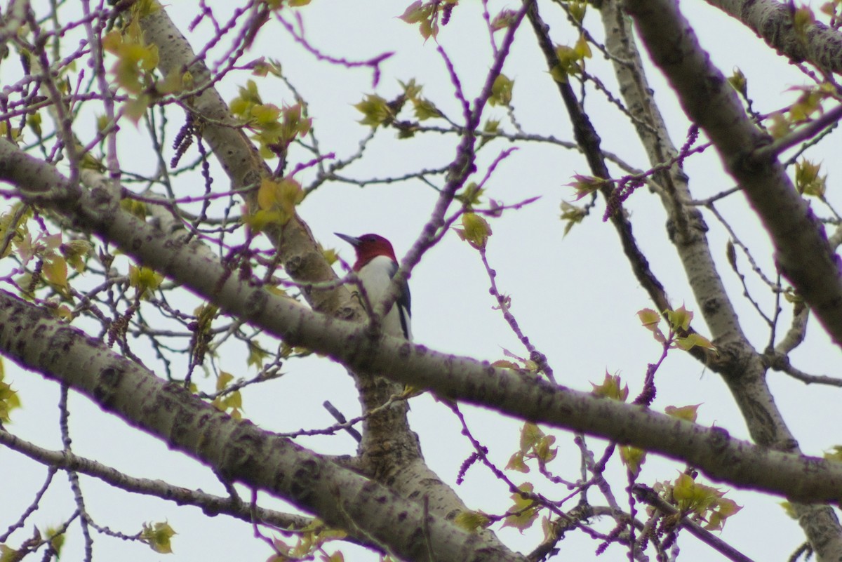 Red-headed Woodpecker - Elliot Kinnear