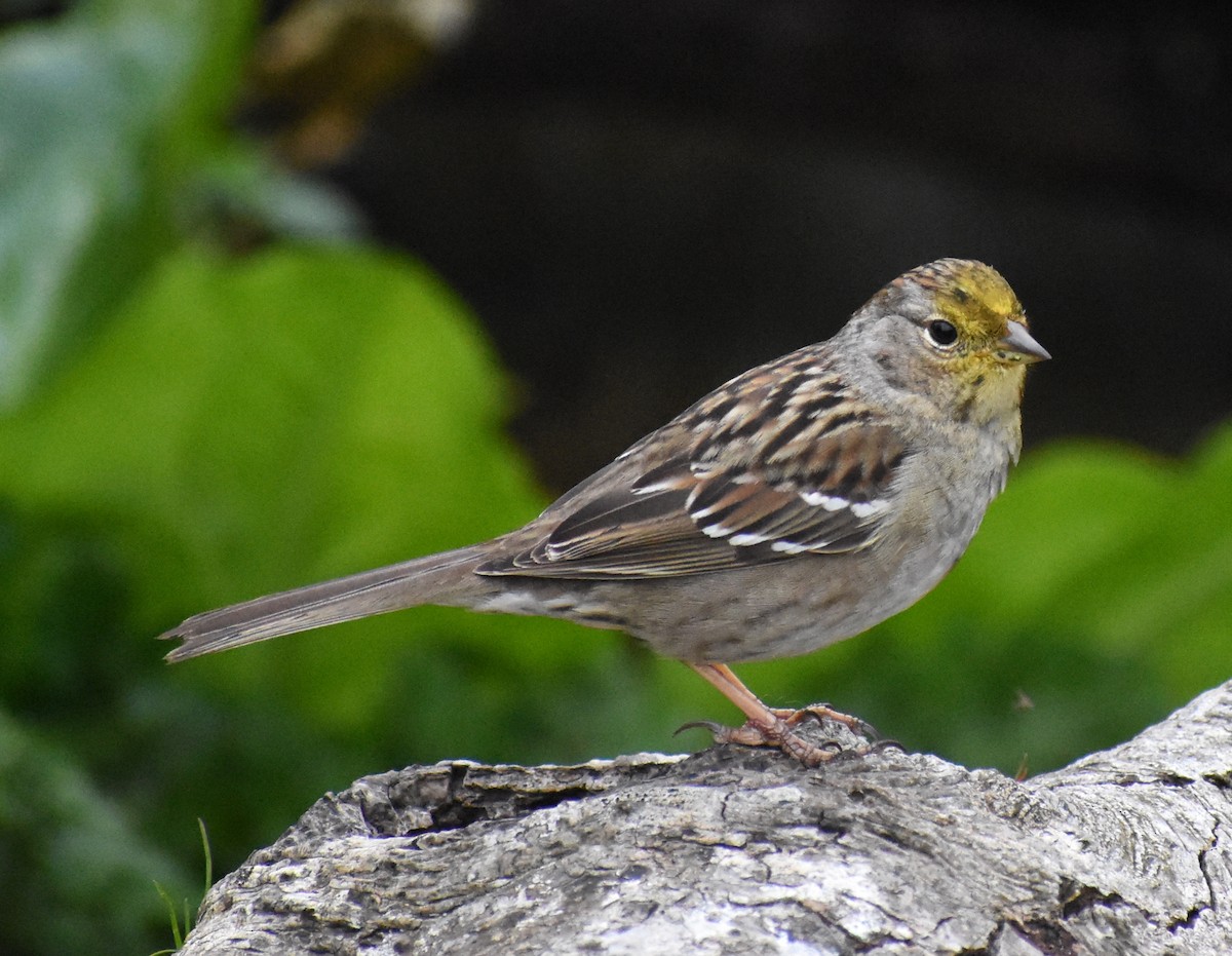 Golden-crowned Sparrow - M. Rogers