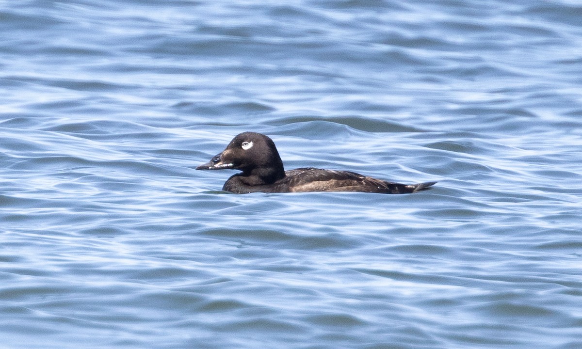 White-winged Scoter - ML619000547