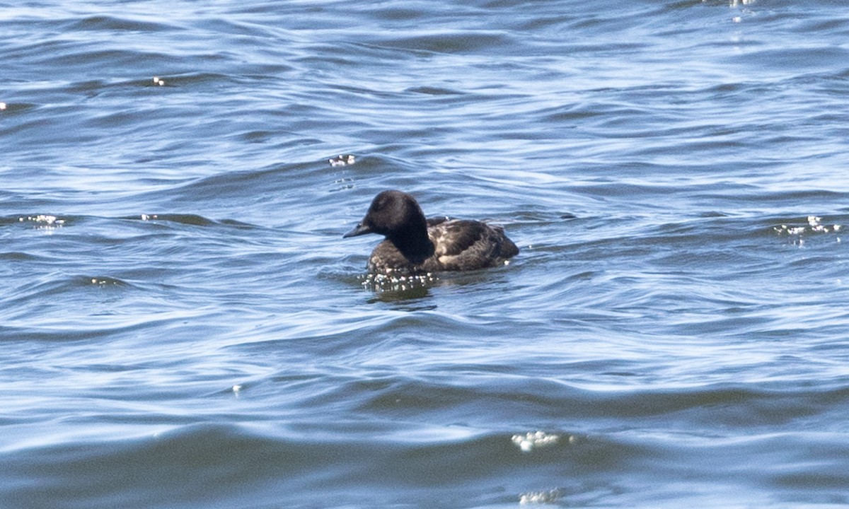 White-winged Scoter - ML619000548