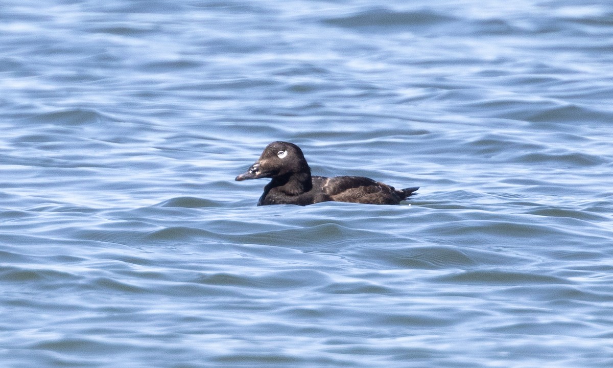 White-winged Scoter - ML619000556