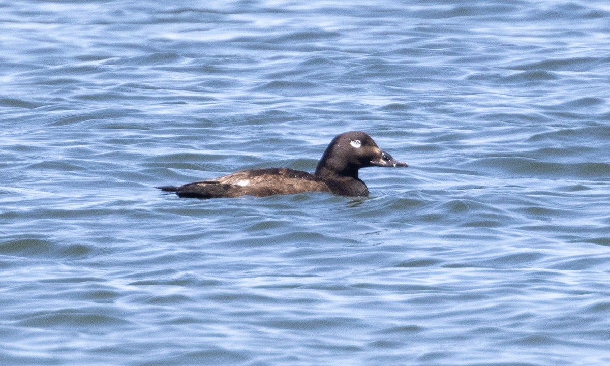 White-winged Scoter - ML619000558