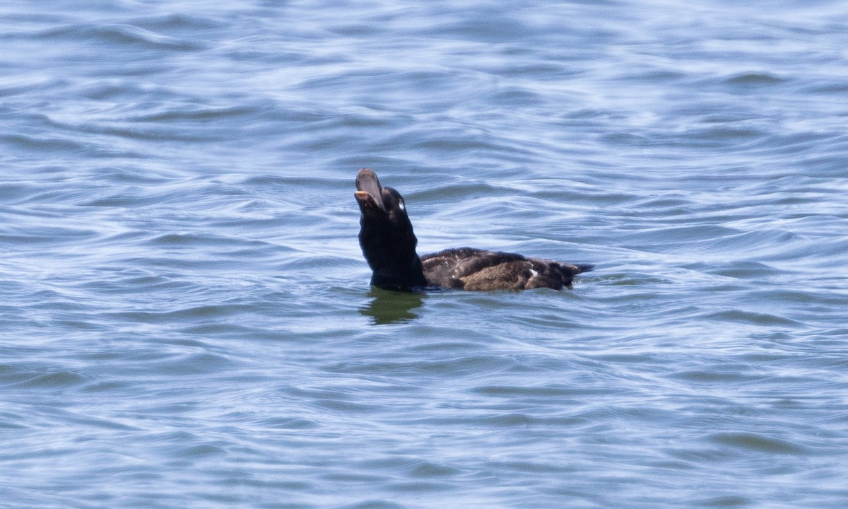 White-winged Scoter - ML619000559