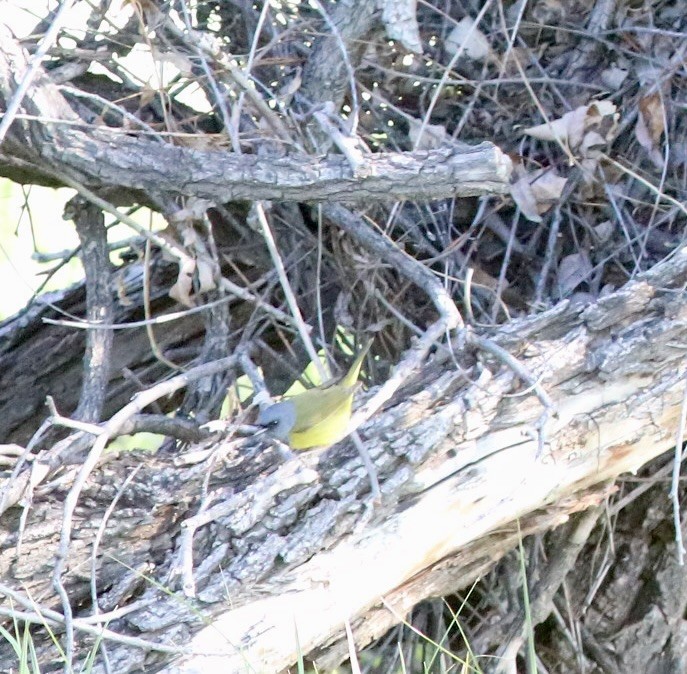 Mourning Warbler - Anonymous