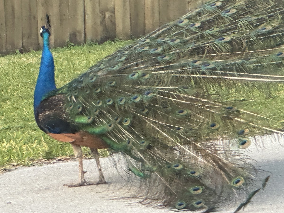 Indian Peafowl - ML619000570