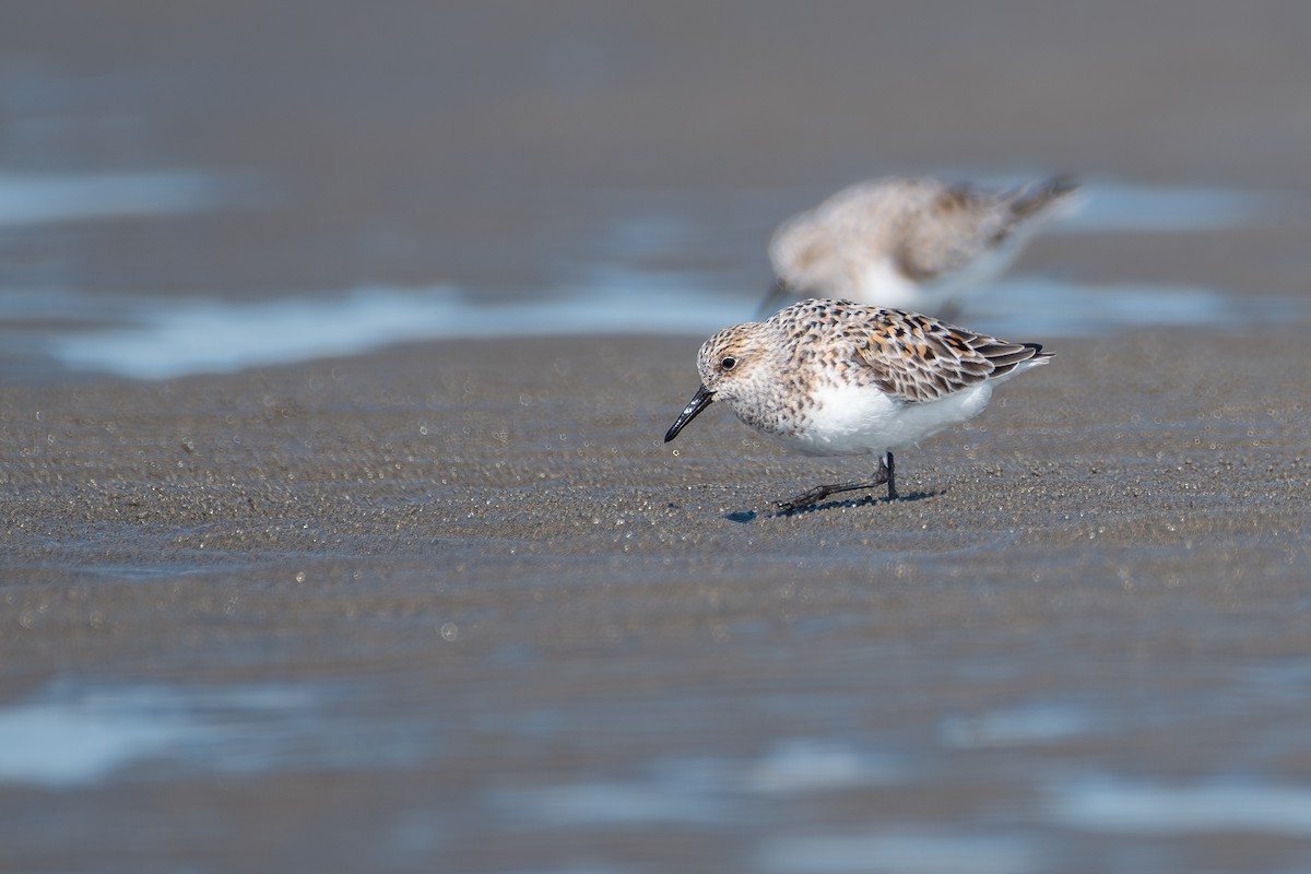 Sanderling - ML619000587