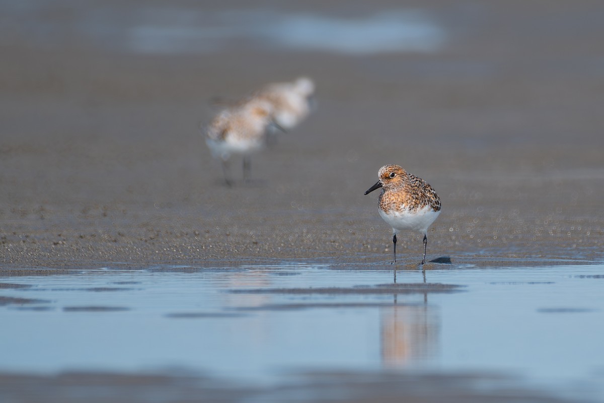 Sanderling - ML619000588