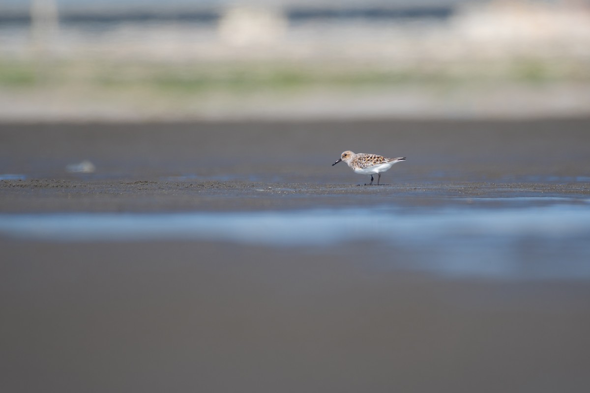 Sanderling - ML619000599