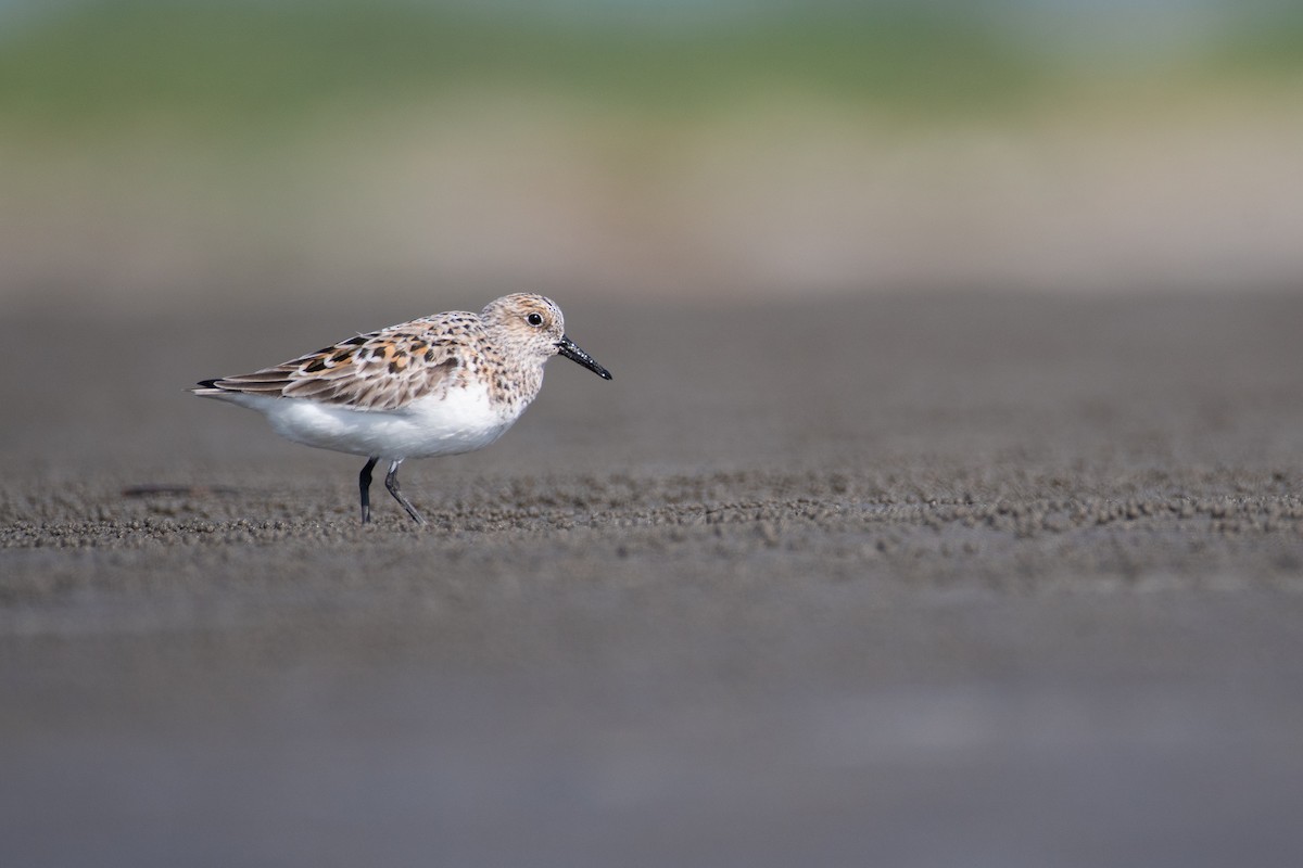 Sanderling - ML619000600