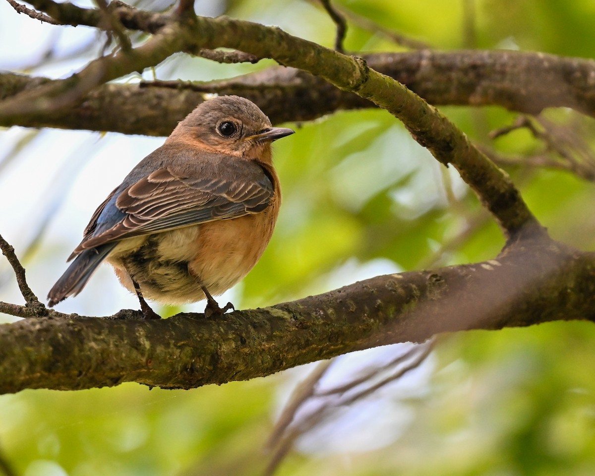 Eastern Bluebird - ML619000654