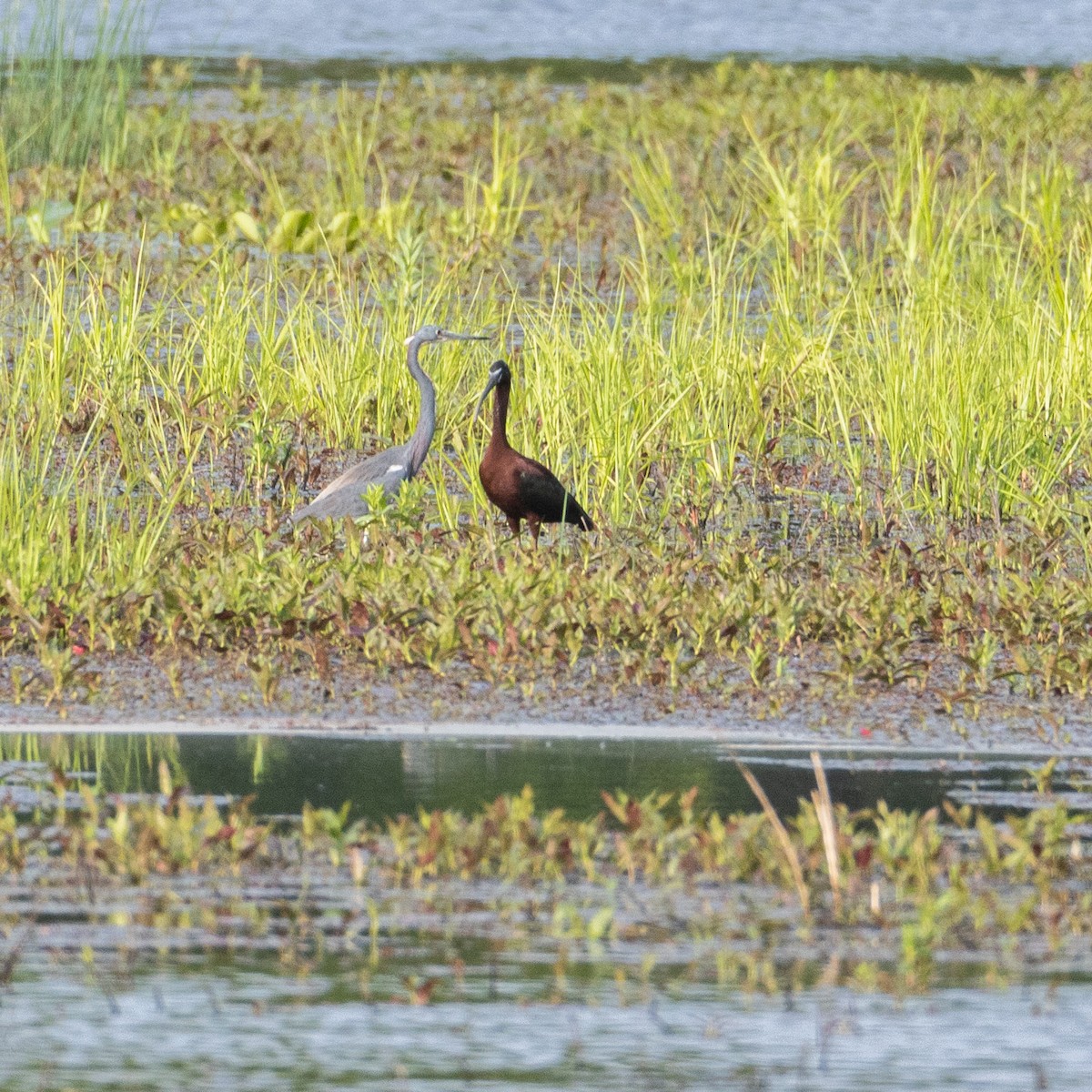 Tricolored Heron - ML619000702