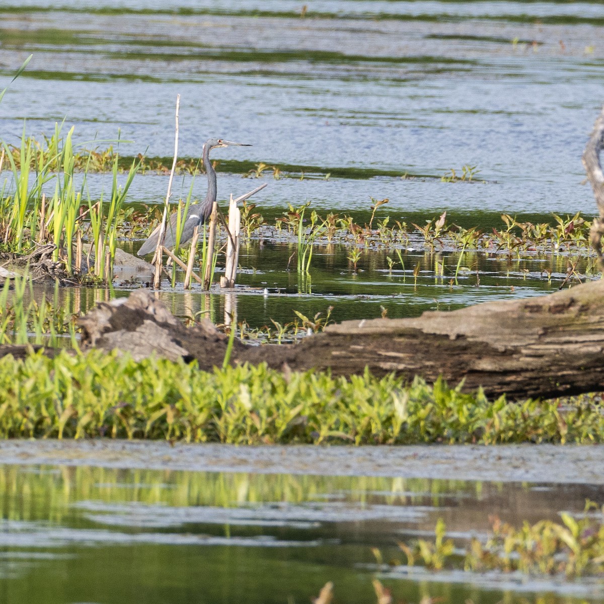 Tricolored Heron - Matthew Zeitler