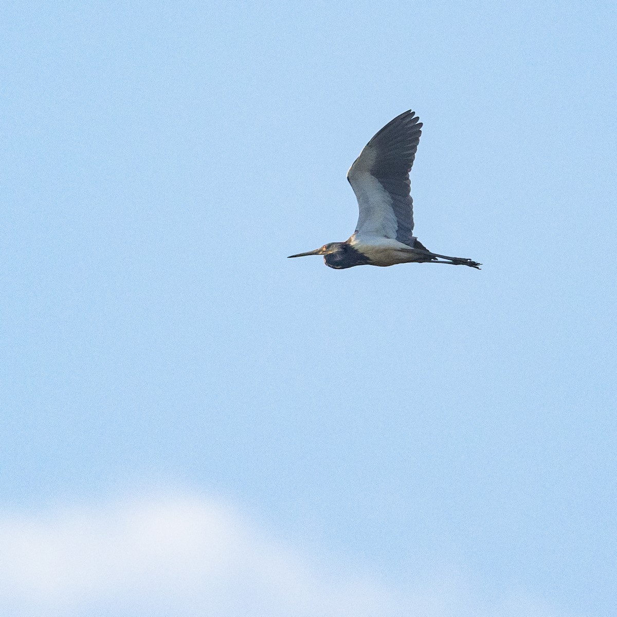 Tricolored Heron - Matthew Zeitler