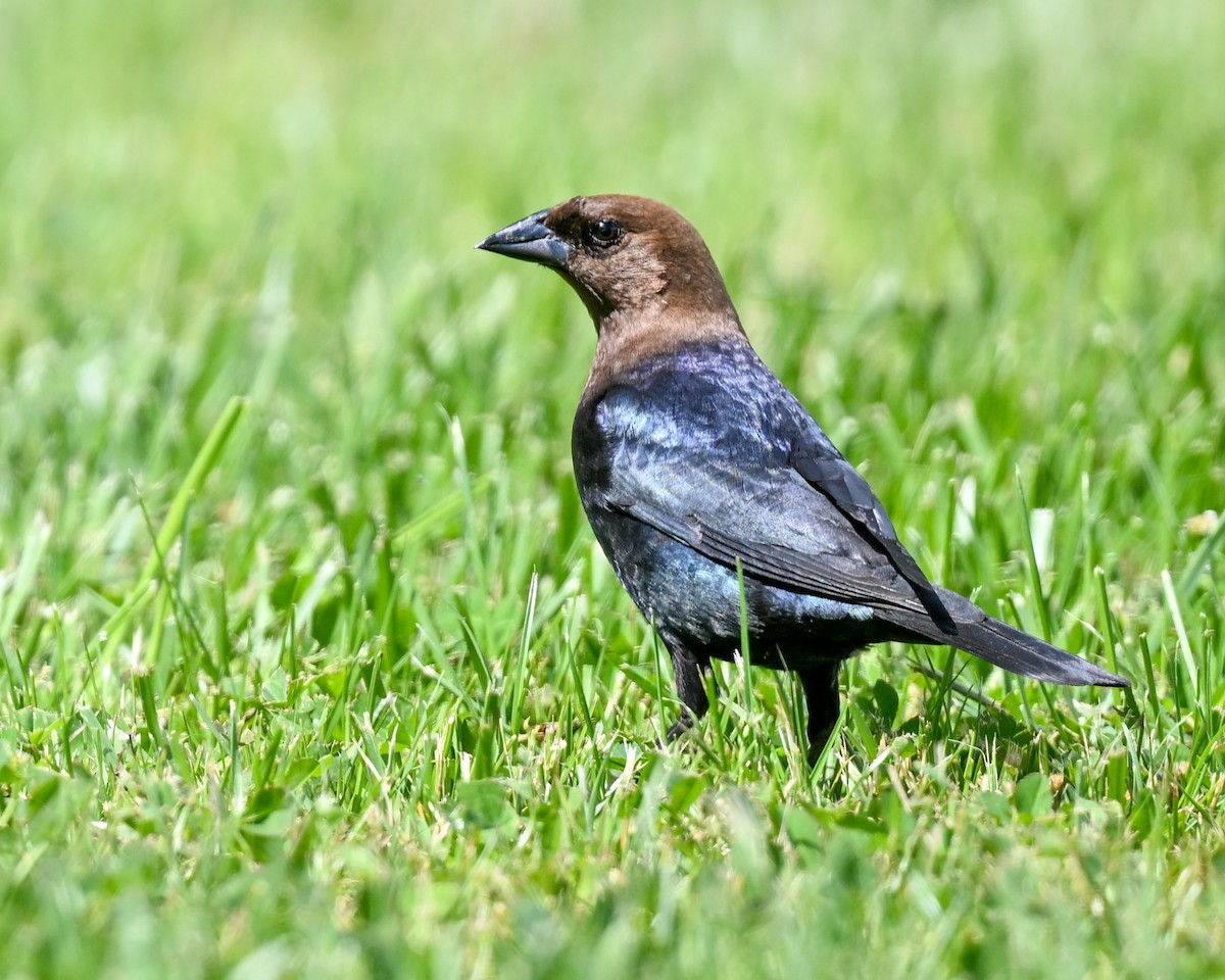 Brown-headed Cowbird - ML619000713