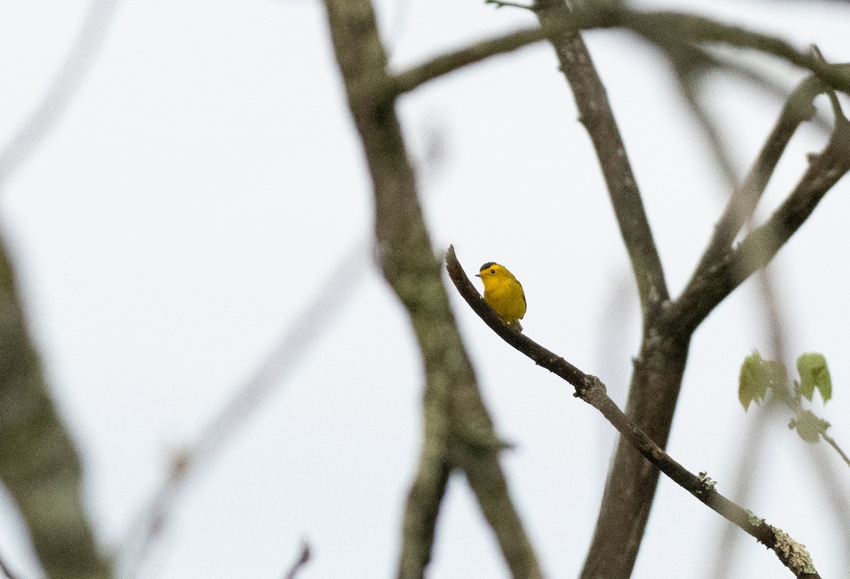 Wilson's Warbler - ML619000745