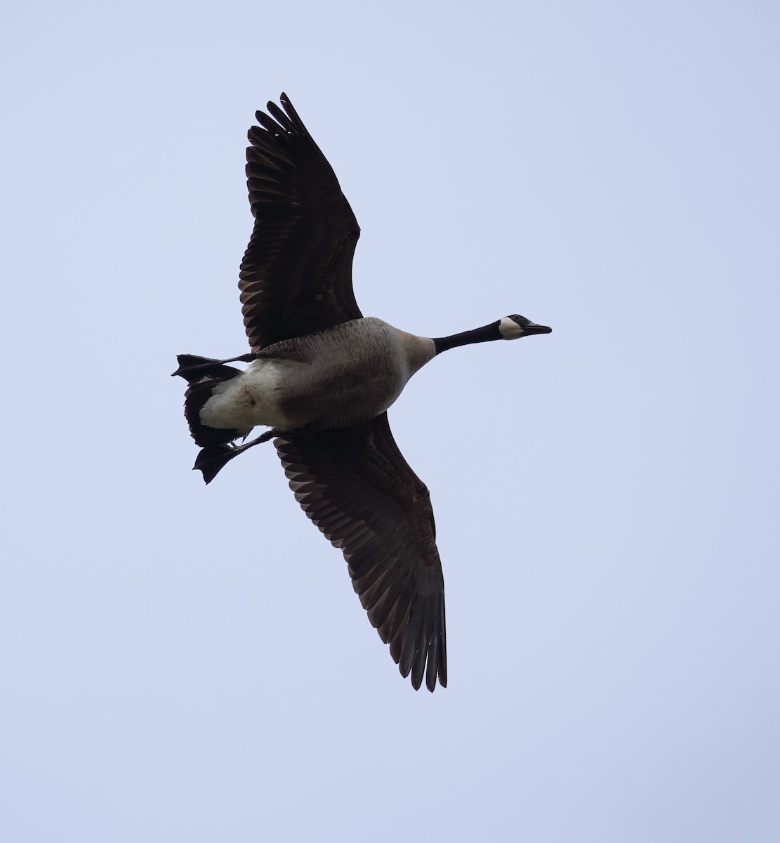 Canada Goose - ML619000746