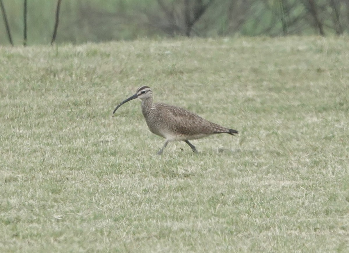 Whimbrel (Hudsonian) - Howard Laidlaw