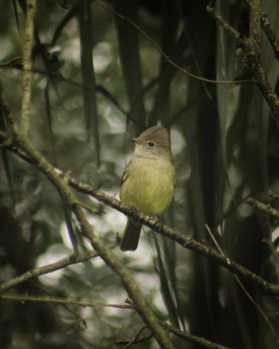 Yellow-bellied Elaenia - Guillermo Andreo