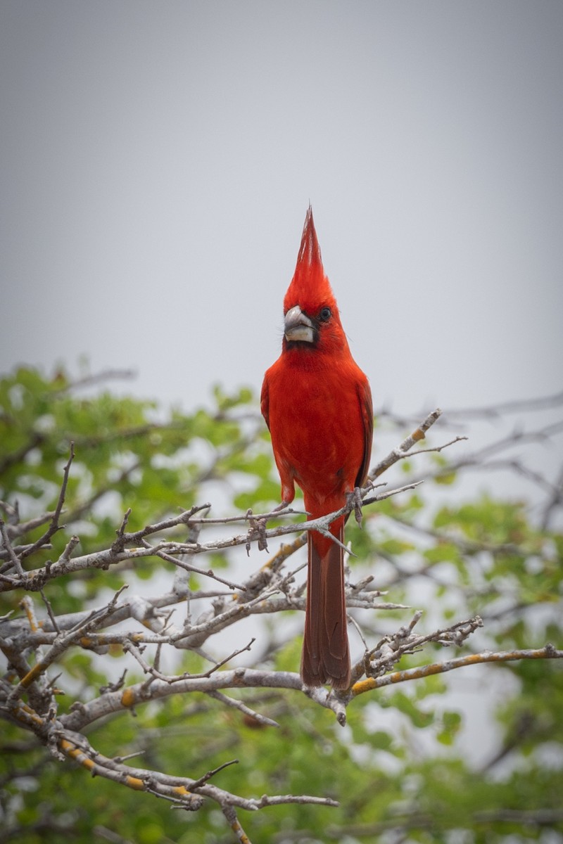 Vermilion Cardinal - Herman Amaya