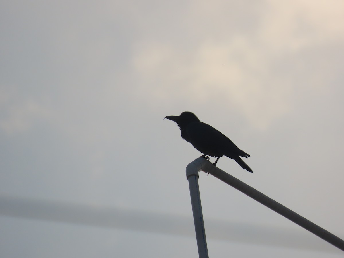 Large-billed Crow - Shilpa Gadgil