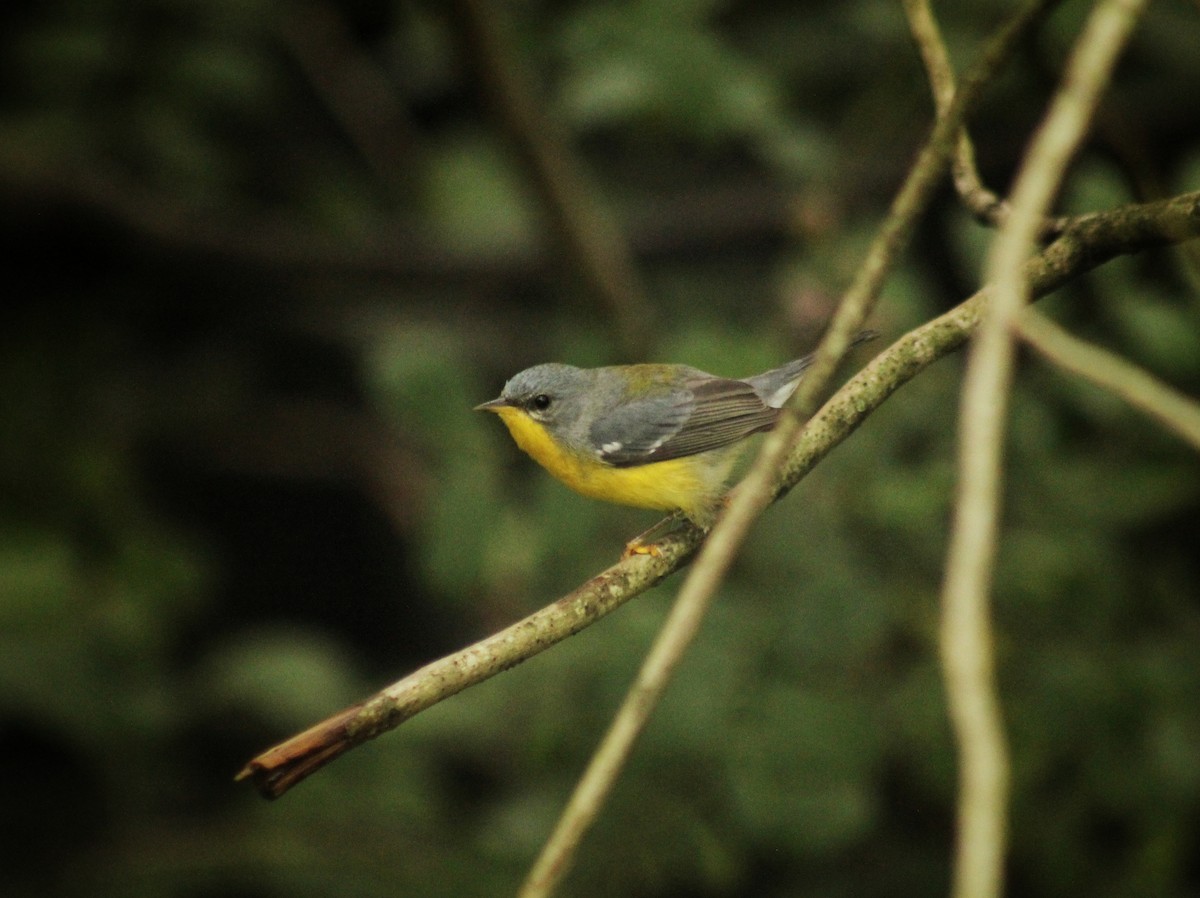 Tropical Parula (South American) - Guillermo Andreo