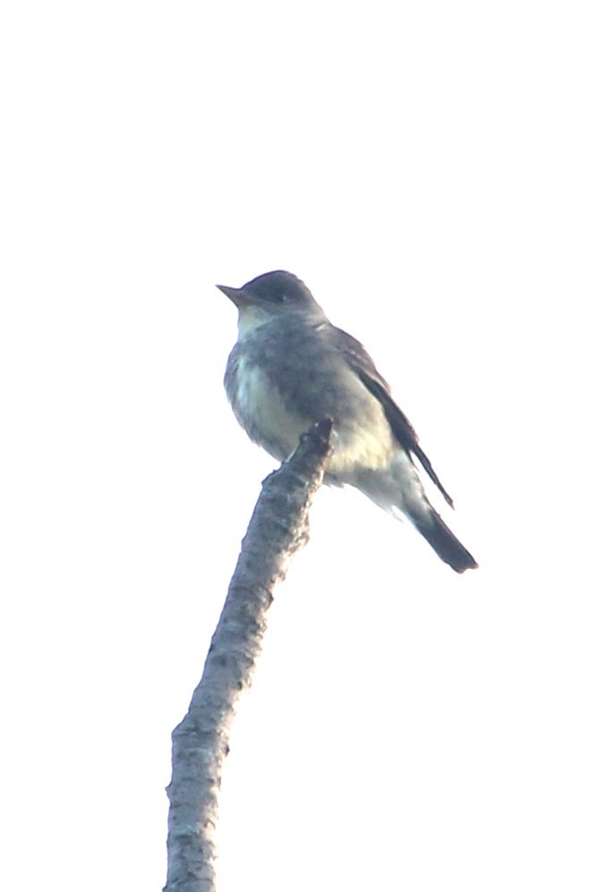 Olive-sided Flycatcher - ML619000807