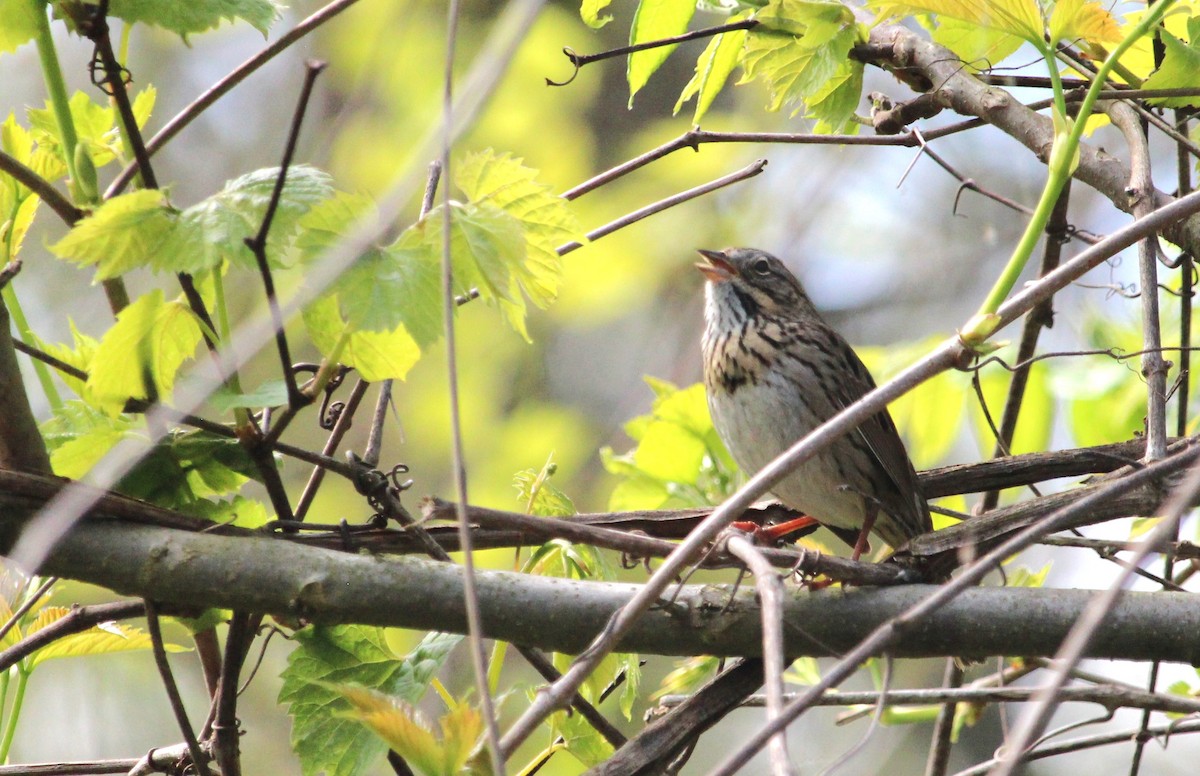 Lincoln's Sparrow - Steve Charbonneau