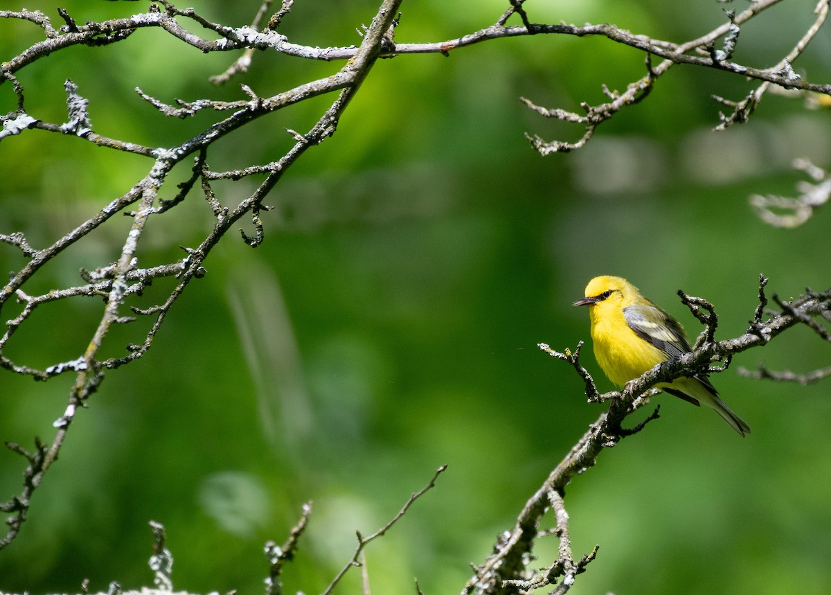 Blue-winged Warbler - Henry  Trimpe