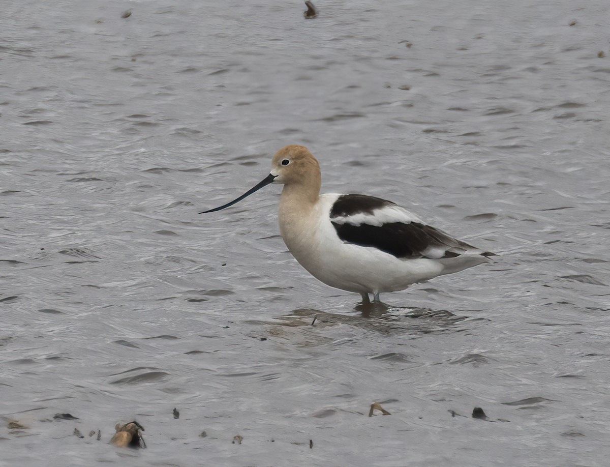 Avoceta Americana - ML619000895