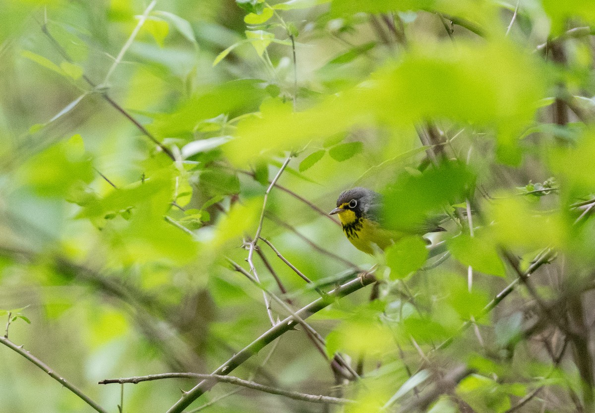 Canada Warbler - Henry  Trimpe