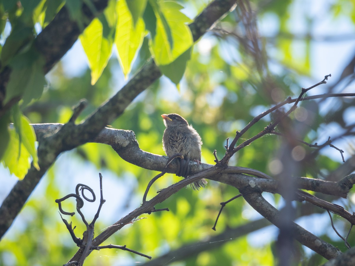 House Sparrow - Sonja P