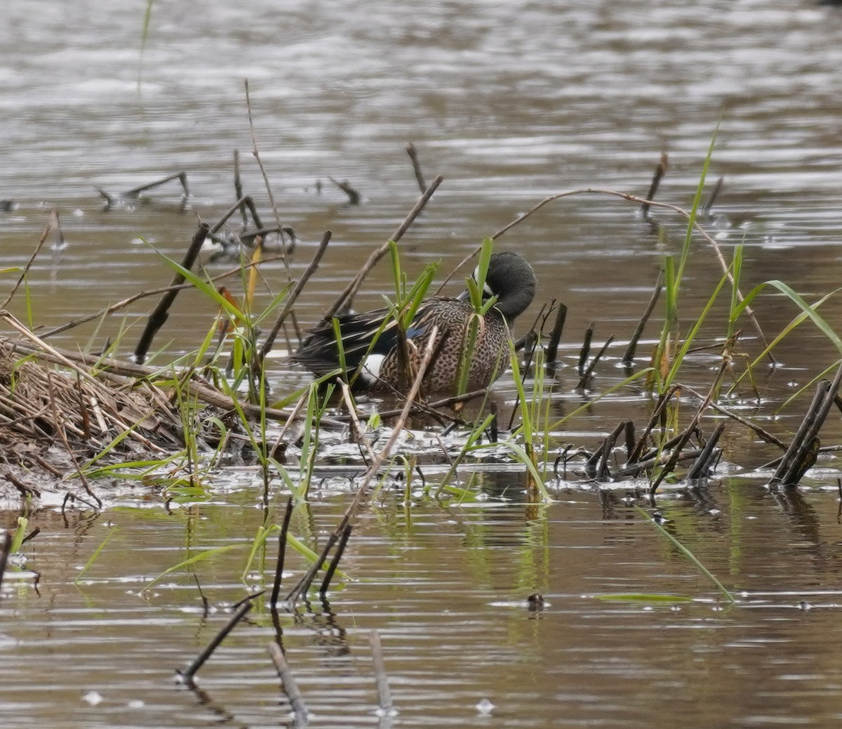 Blue-winged Teal - Sarah Foote