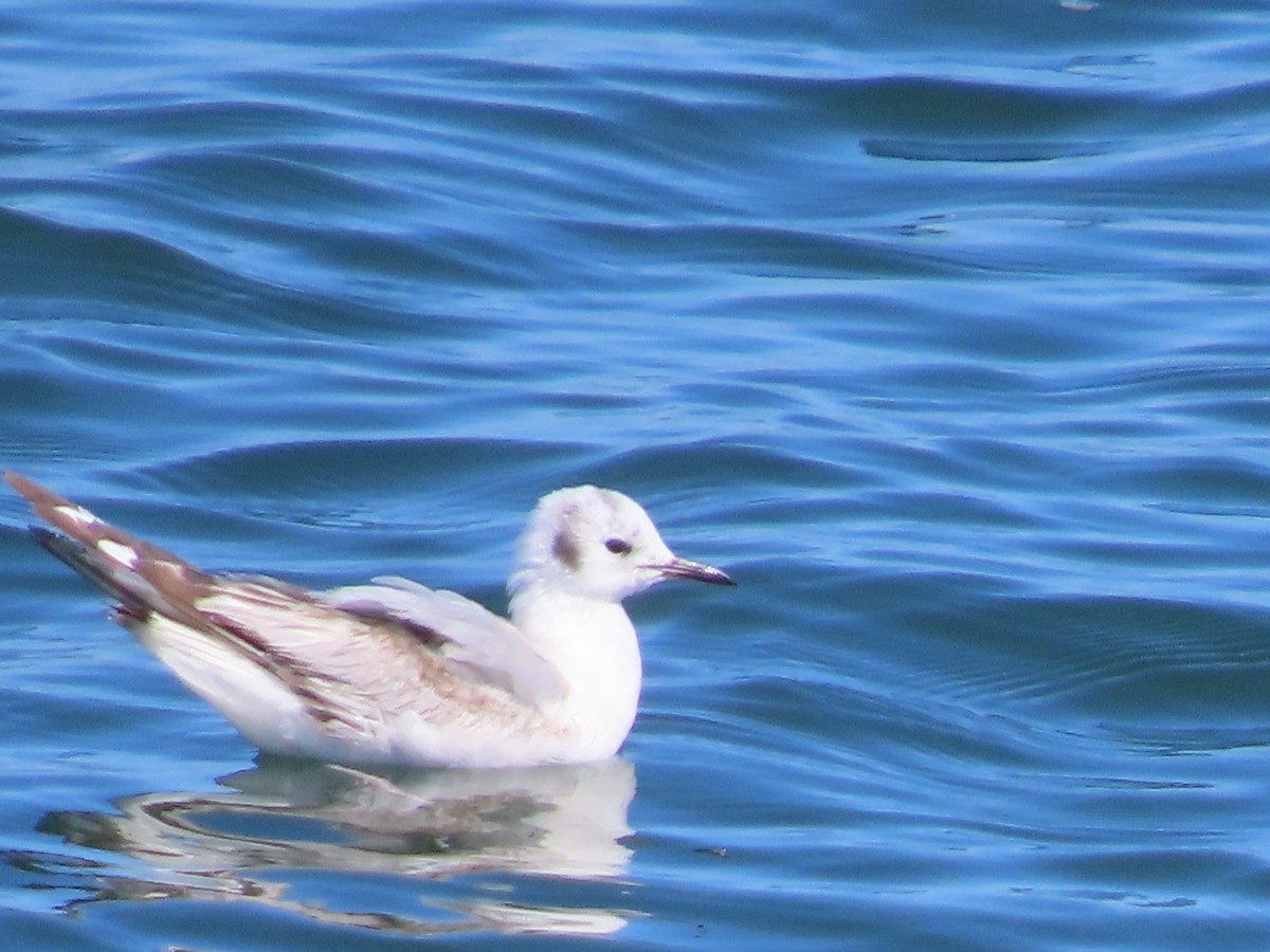 Bonaparte's Gull - Martha Pallin