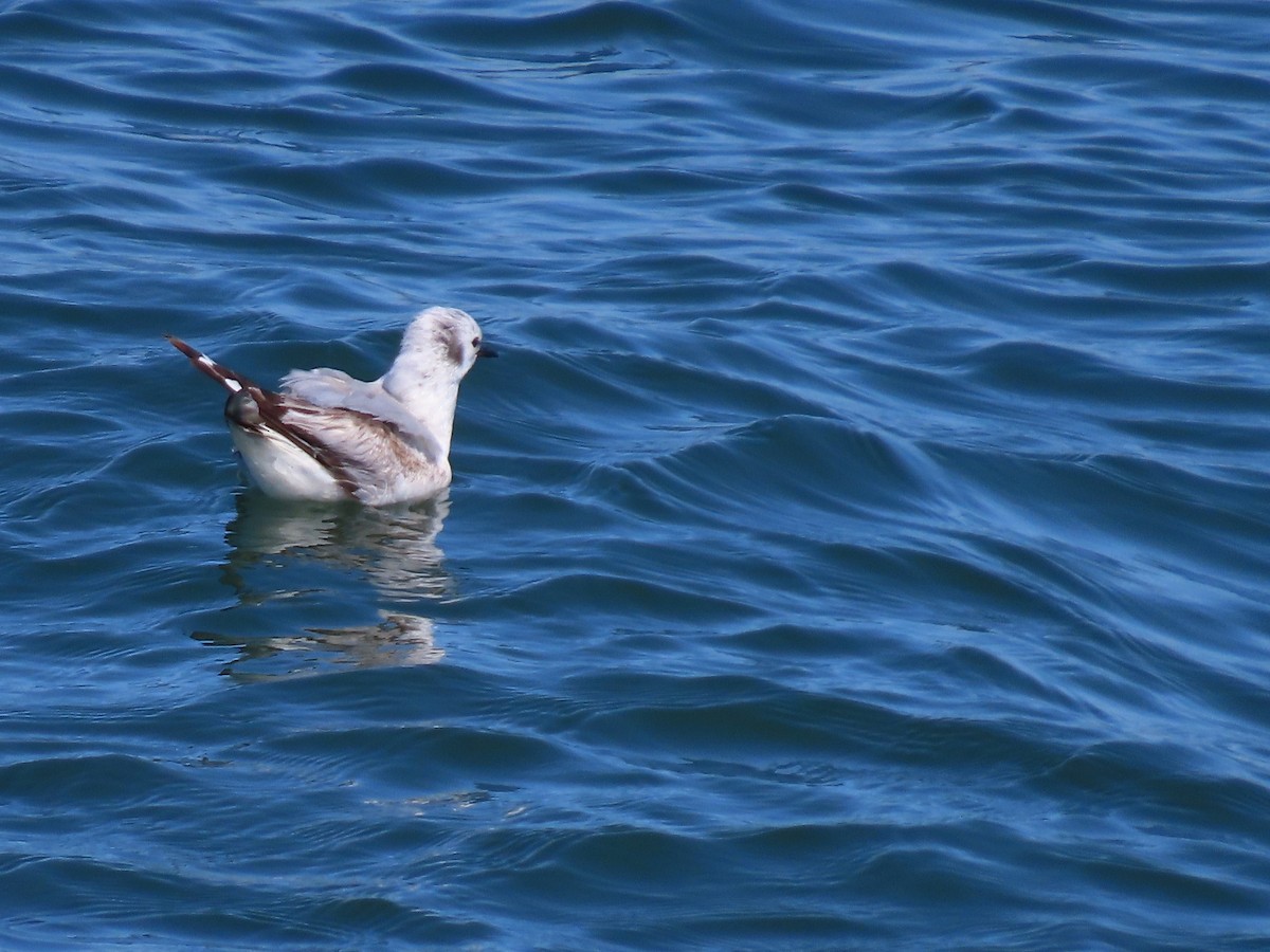 Bonaparte's Gull - Martha Pallin