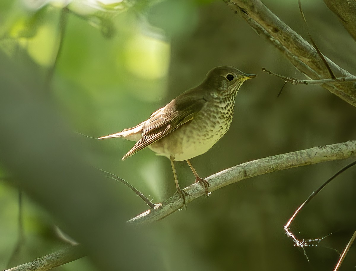 Gray-cheeked Thrush - ML619000964