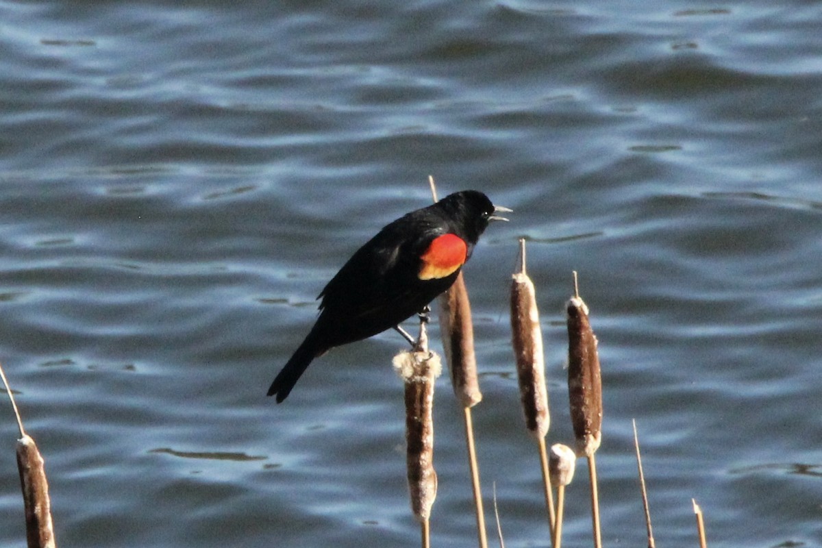 Red-winged Blackbird - ML619001014