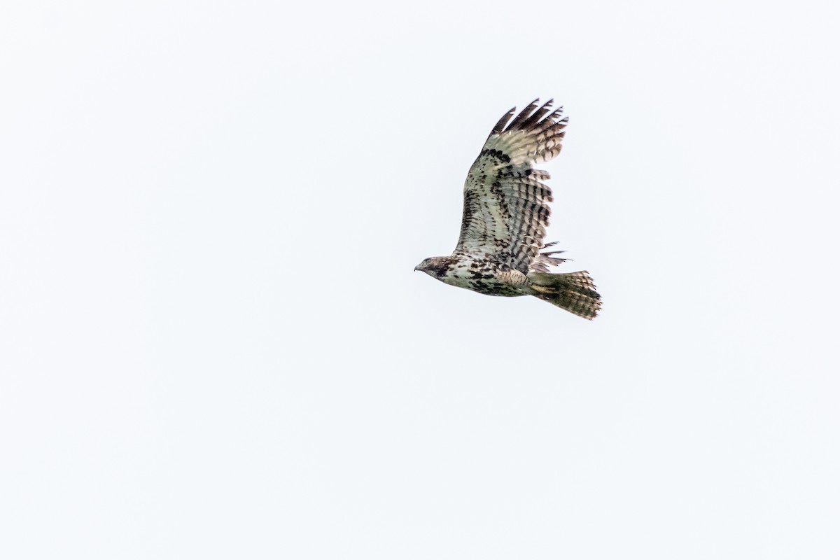 Red-tailed Hawk - Randy Walker