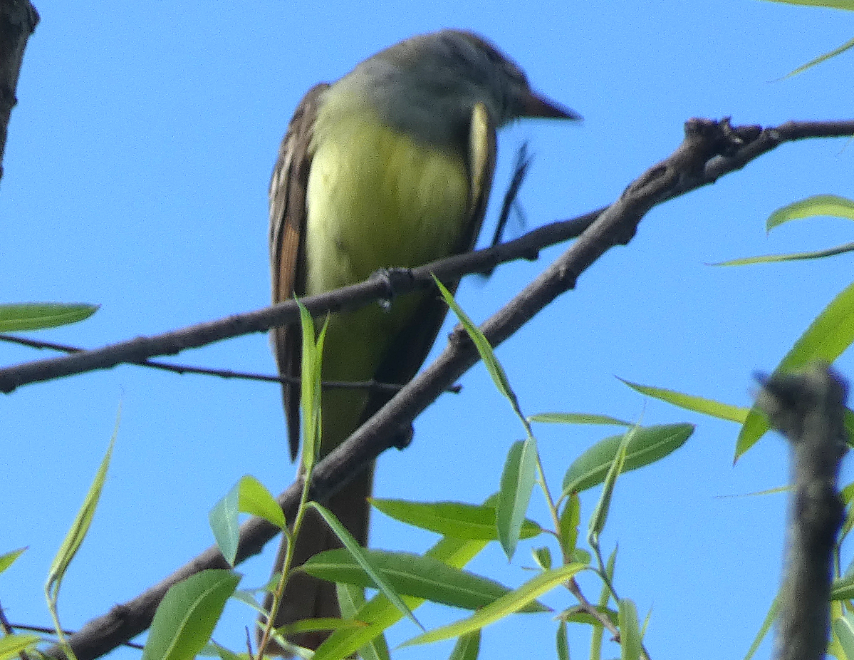 Great Crested Flycatcher - Marilynn Mullen