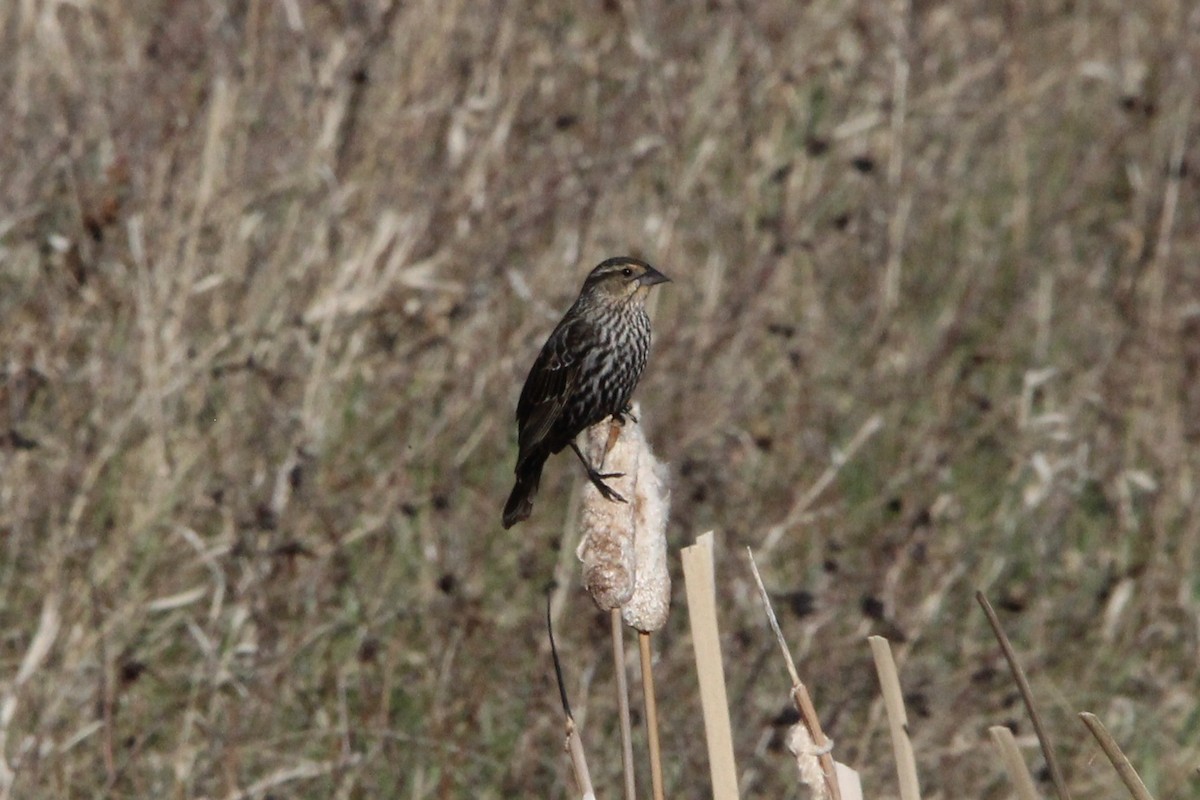 Red-winged Blackbird - ML619001045