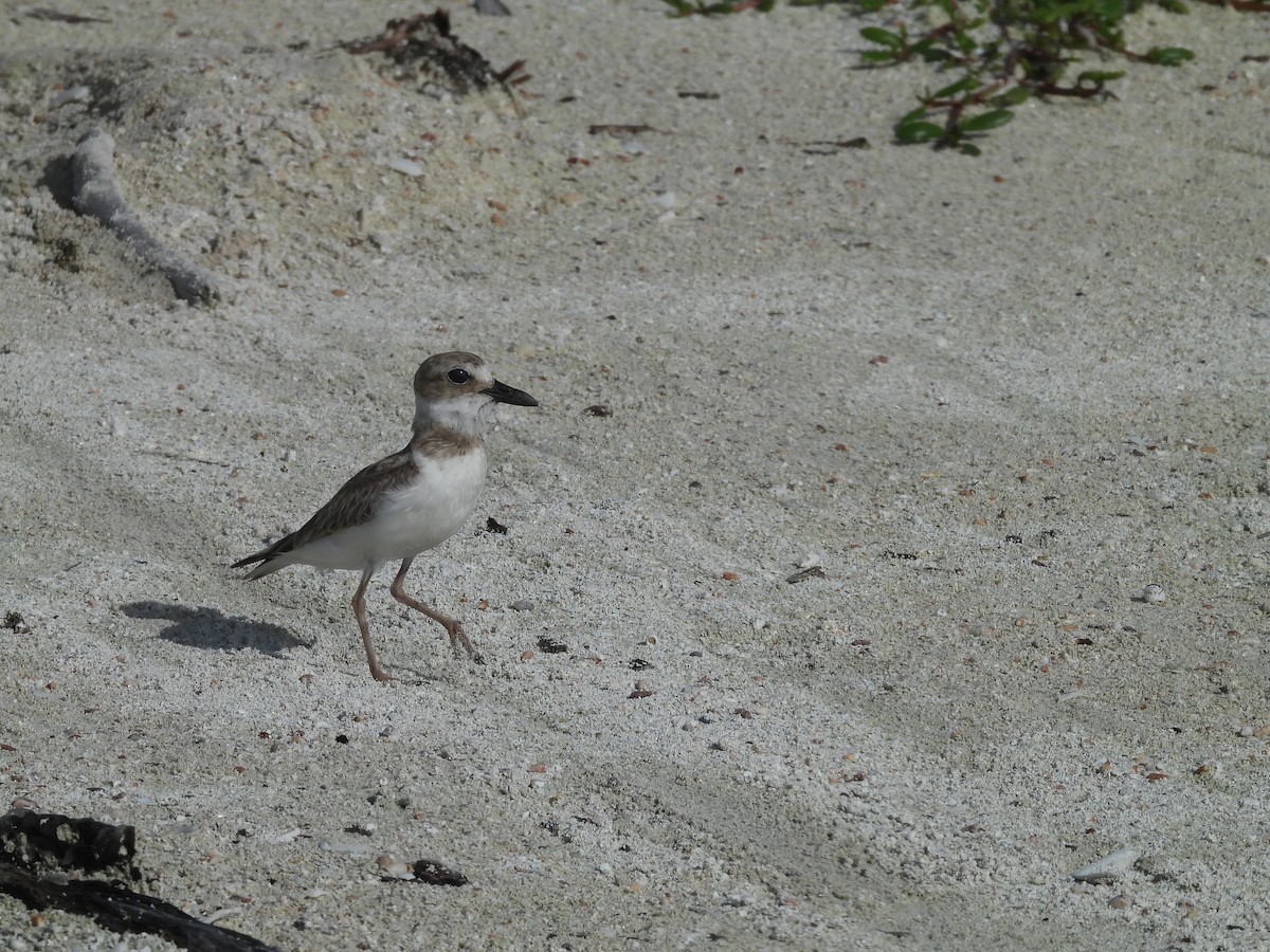 Wilson's Plover - ML619001095