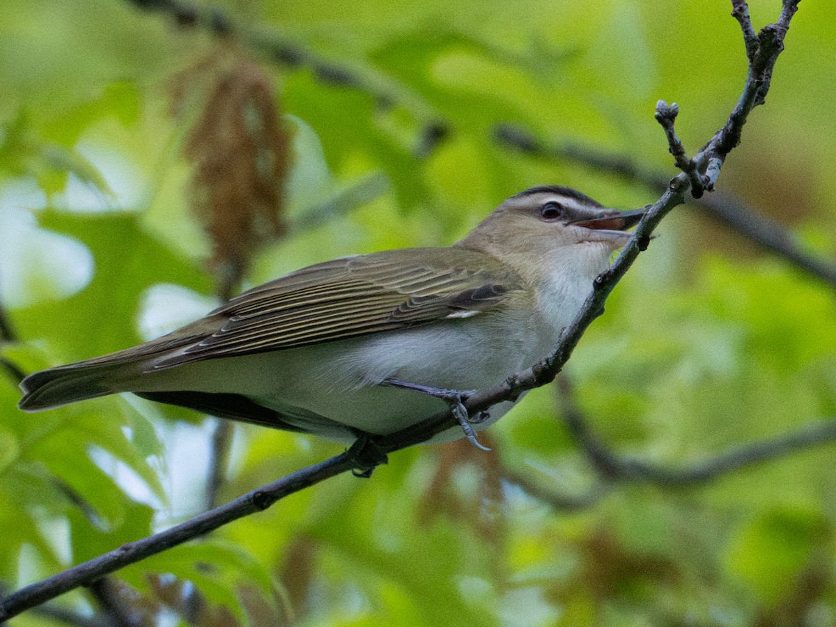 Red-eyed Vireo - Dustin Wrolstad