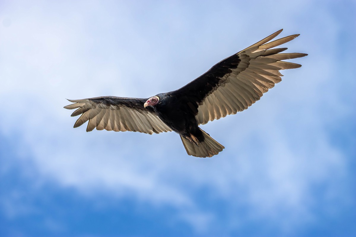 Turkey Vulture - Katia Oliveira